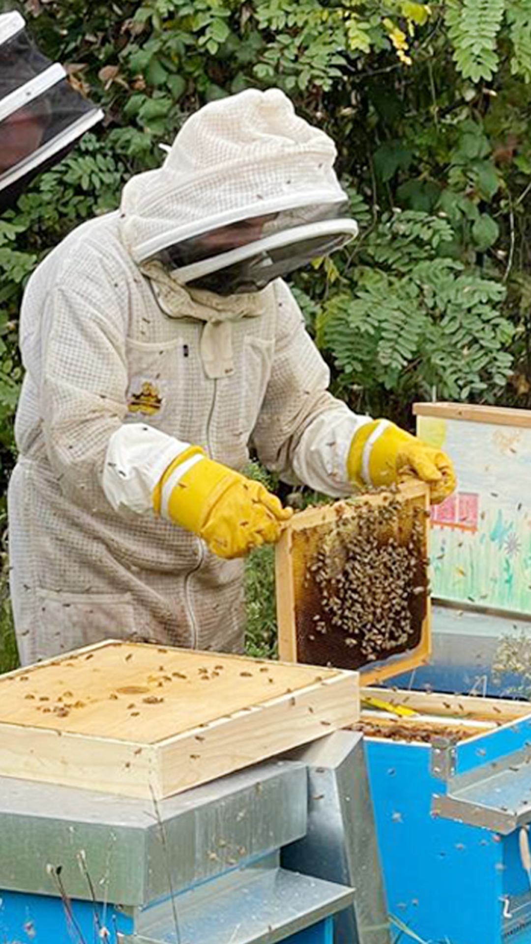 Alla scoperta della vita segreta delle api